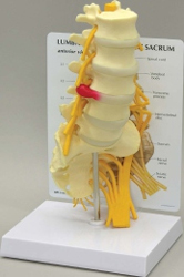 5 - Piece Vertebrae With Sacrum Pharmaceutical and Anatomical Model Gifts